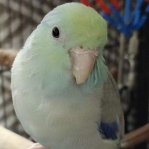 Meet your Posher, Lee anne